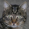 Gatto Gatto