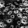 Flowers Flowers