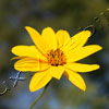 Yellow Yellow
