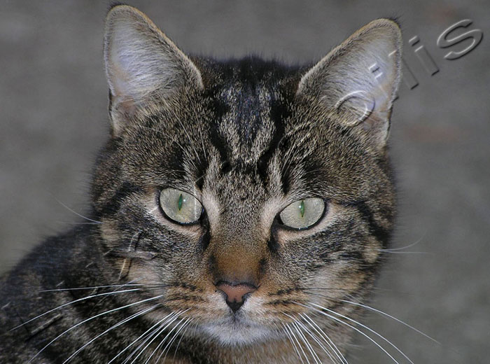 Gatto - Clicca l'immagine per chiudere