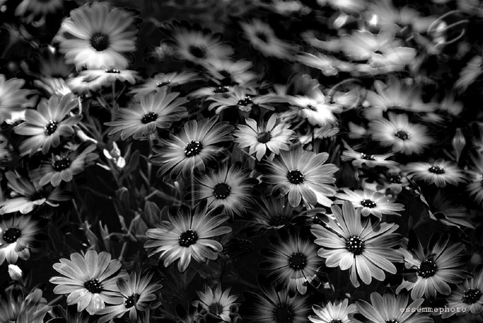 Flowers - Clicca l'immagine per chiudere