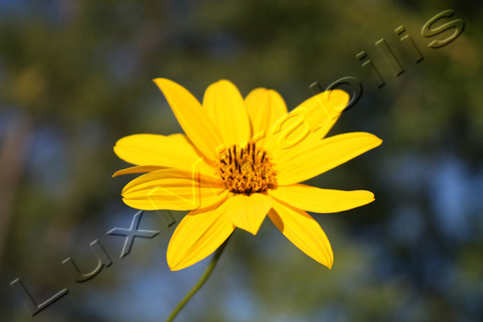 Yellow - Clicca l'immagine per chiudere