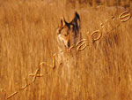 Cane lupo cecoslovacco
