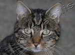 Gatto